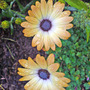 Dsc00089_edited