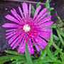 pink ice plant (Delosperma cooperi)