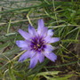 cupids dart (Catananche caerulea)
