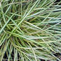 Carex morrowii (Carex morrowii)