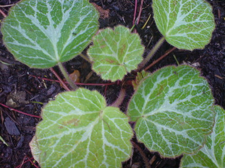 saxifaga stolonifera (Saxifraga stolonifera (Mother Of Thousands))