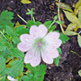 geranium versicolour