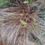 ornimental grass (Carex 'Comans Bronze')
