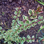 Myrtus communis