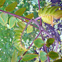 rhus (Rhus typhina)