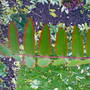 sumach tree (Rhus typhina)