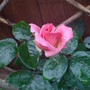 climbing rose 'compassion' (Rosa)