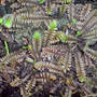 leptinella squalida 'platts black' (Leptinella squalida)