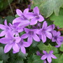 Campanula portenschlagiana (Campanula portenschlagiana)