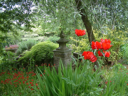 Late Spring Stockton Bury (Papaver