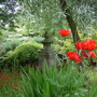 Papaver"Beauty of Livermere