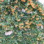 Pyracantha in the back garden (Pyracantha)