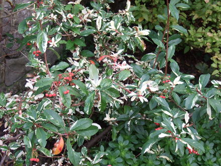 Photinia davidiana 'Palette' (Photinia davidiana)