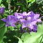 Campanula