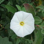 Convulvulus_cneorum