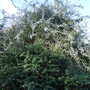Pyrus salicifolia