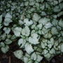 Lamium (Lamium maculatum)