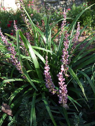 Liriope muscari (Liriope muscari)
