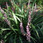 Liriope muscari