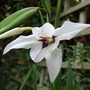 Acidanthera