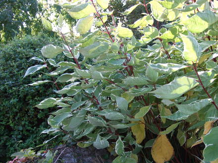 Cornus alba 'Elegantissima' (Cornus alba)