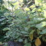 Cornus_