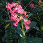 Escallonia (Escallonia)