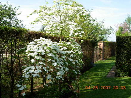  Cornus in Spring (Cornus