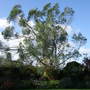 Eucalyptus (Eucalyptus)