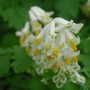Corydalis_ochraleuca