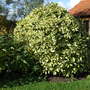 Aucuba japonica 'Picturata' (Aucuba japonica)
