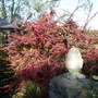 Berberis thunbergii  'Atropurpurea' (Berberis thunbergii)