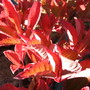 Parthenocissus_th.jpg