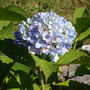 Garden_hydrangea