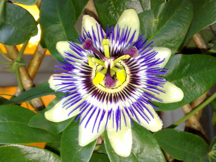 passoin flower