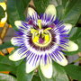 passoin flower