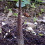 voodoo plant