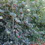 Three_hollies.jpg (Ilex aquifolium)