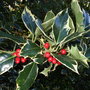 olly_berries.jpg (Ilex aquifolium)