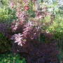 Cotinus coggygria 'Royal Purple' (Cotinus coggygria)