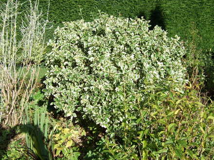 Euonymus fortunei 'Silver Queen' (Euonymus fortunei)