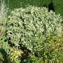 Euonymus_silver_king
