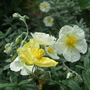 Helianthemums