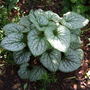 Brunnera 'Jack Frost'  (Brunnera macrophylla)