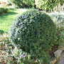 Box (Buxus sempervirens)