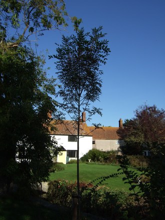New Ash tree. (Fraxinus augustifolia)