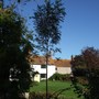 New Ash tree. (Fraxinus augustifolia)