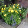 yellow Dalias pom poms