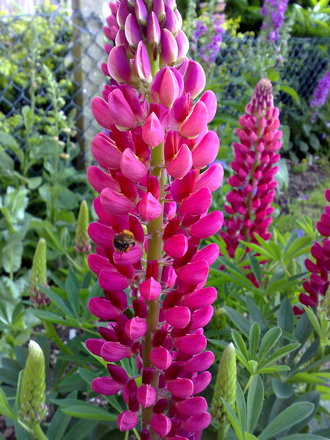 red lupin 