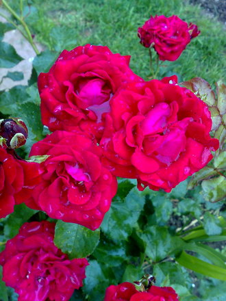 roses